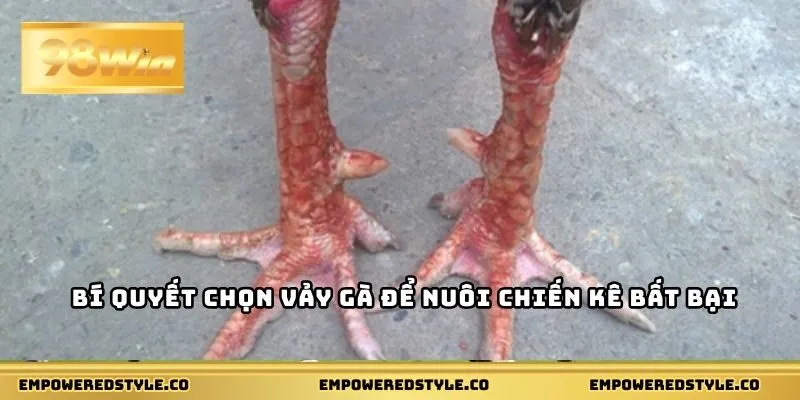 Bí quyết chọn vảy gà để nuôi chiến kê bất bại