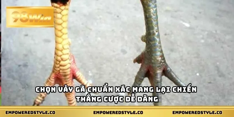 Chọn vảy gà chuẩn xác mang lại chiến thắng cược dễ dàng