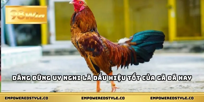 Dáng đứng uy nghi là dấu hiệu tốt của gà đá hay