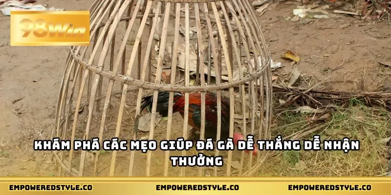 Khám phá các mẹo giúp đá gà dễ thắng dễ nhận thưởng