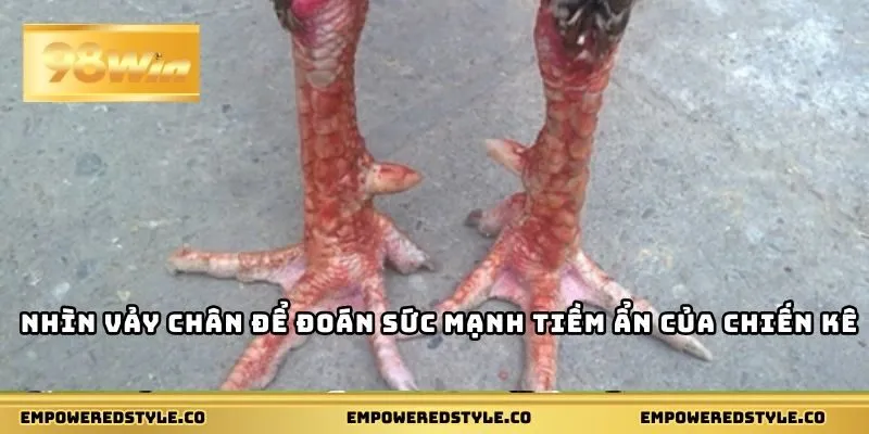 Nhìn vảy chân để đoán sức mạnh tiềm ẩn của chiến kê