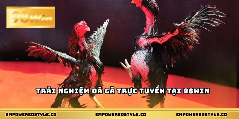 Trải nghiệm đá gà trực tuyến tại 98WIN